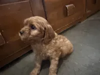 Buddy, a male Cavapoo for sale in Thorp, WI – 2 of 10