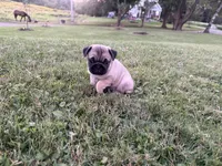AKC River, a male Pug for sale in Thorp, WI – 7 of 10