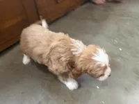 Sparky, a male Cavapoo for sale in Thorp, WI – 4 of 10