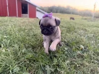 Raina, a female Pug for sale in Thorp, WI – 3 of 10