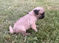 AKC Reed, a male Pug for sale in Thorp, WI – 3 of 10