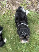 Bode, a male Cavapoo for sale in Thorp, WI – 8 of 10