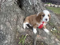 Ricky, a male Cavapoo for sale in Thorp, WI – 6 of 10