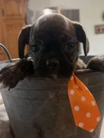 Coffee Bean, a male French Bulldog and Pug for sale in Thorp, WI – 10 of 10