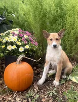 Lucky, a female Shiba Inu and Shetland Sheepdog for sale in Thorp, WI – 9 of 10