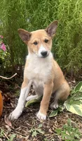 Lucky, a female Shiba Inu and Shetland Sheepdog for sale in Thorp, WI – 2 of 10