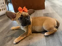 Patty, a female French Bulldog and Pug for sale in Thorp, WI – 6 of 10