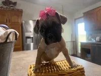 Daisy, a female French Bulldog and Pug for sale in Thorp, WI – 9 of 10