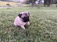AKC River, a male Pug for sale in Thorp, WI – 5 of 10