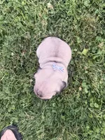 AKC Rocky, a male Pug for sale in Thorp, WI – 6 of 10
