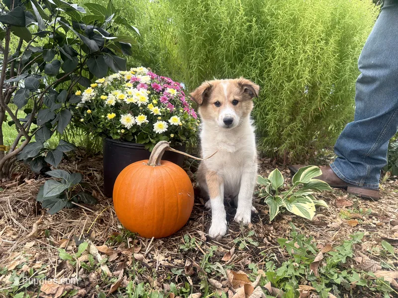 Jasper – Shiba Inu, Shetland Sheepdog puppy for sale in Thorp, WI
