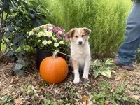 Jasper, a male Shiba Inu and Shetland Sheepdog for sale in Thorp, WI – 1 of 10