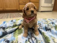 Nina , a female Cavapoo for sale in Thorp, WI – 10 of 10