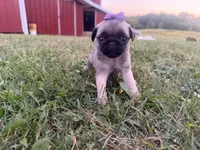 Raina, a female Pug for sale in Thorp, WI – 10 of 10