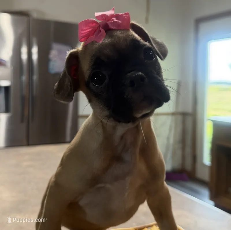 Daisy – French Bulldog, Pug puppy for sale in Thorp, WI