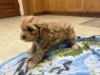 Nolan, a male Cavapoo for sale in Thorp, WI – 9 of 10