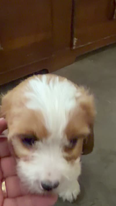 Sparky, a male Cavapoo for sale in Thorp, WI – 10 of 10