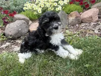 Bill, a male Cavapoo for sale in Thorp, WI – 10 of 10