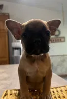 Petunia, a female French Bulldog and Pug for sale in Thorp, WI – 5 of 10