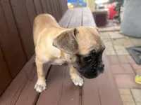 Daisy, a female French Bulldog and Pug for sale in Thorp, WI – 7 of 10
