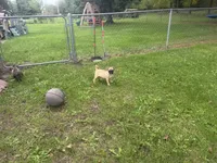 Daisy, a female French Bulldog and Pug for sale in Thorp, WI – 6 of 10