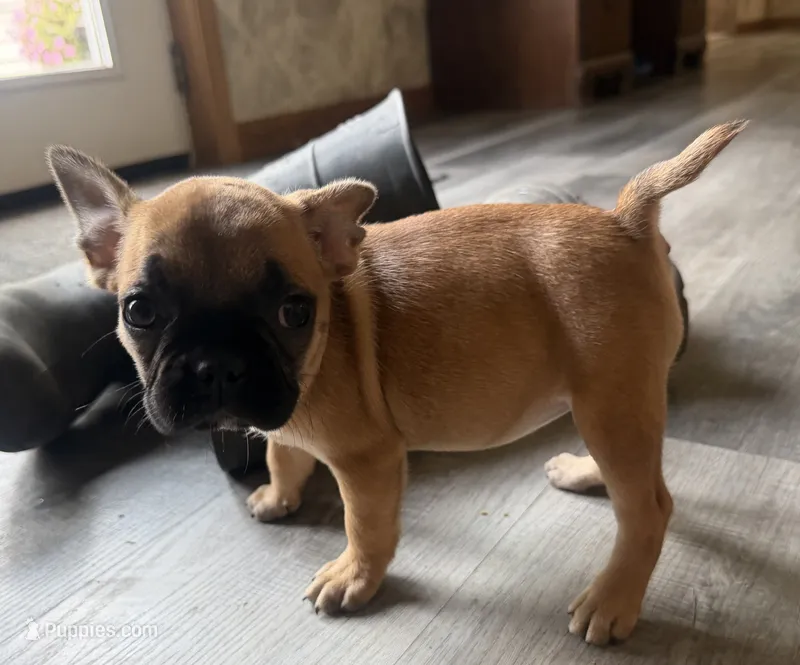 Petunia – French Bulldog, Pug puppy for sale in Thorp, WI