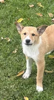 Lucky, a female Shiba Inu and Shetland Sheepdog for sale in Thorp, WI – 6 of 10