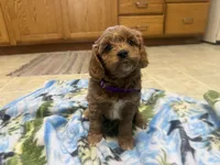 Naomi, a female Cavapoo for sale in Thorp, WI – 5 of 10