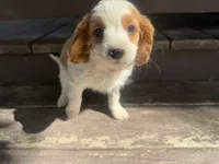 Rosy, a female Cavapoo for sale in Thorp, WI – 6 of 10