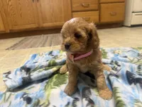 Nina , a female Cavapoo for sale in Thorp, WI – 5 of 10