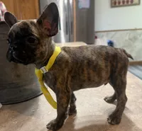Peanut, a male French Bulldog and Pug for sale in Thorp, WI – 10 of 10