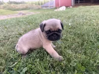 AKC Reed, a male Pug for sale in Thorp, WI – 2 of 10