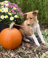 Shelby, a female Shiba Inu and Shetland Sheepdog for sale in Thorp, WI – 3 of 10