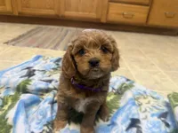 Naomi, a female Cavapoo for sale in Thorp, WI – 4 of 10