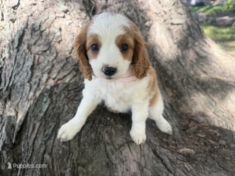 Rosy – Cavapoo puppy for sale in Thorp, WI