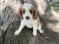 Rosy, a female Cavapoo for sale in Thorp, WI – 1 of 10