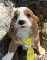 Rusty, a male Cavapoo for sale in Thorp, WI – 2 of 10