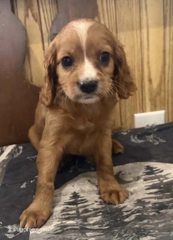 Frisky – Cavapoo puppy for sale in Thorp, WI