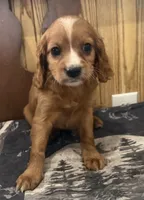 Frisky, a male Cavapoo for sale in Thorp, WI – 1 of 10