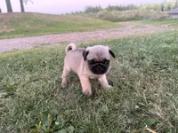 AKC Reed, a male Pug for sale in Thorp, WI – 8 of 10