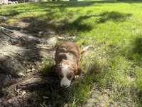 Rusty, a male Cavapoo for sale in Thorp, WI – 7 of 10