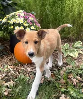 Shelby, a female Shiba Inu and Shetland Sheepdog for sale in Thorp, WI – 5 of 10