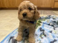 Nolan, a male Cavapoo for sale in Thorp, WI – 8 of 10