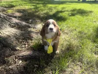 Rusty, a male Cavapoo for sale in Thorp, WI – 10 of 10