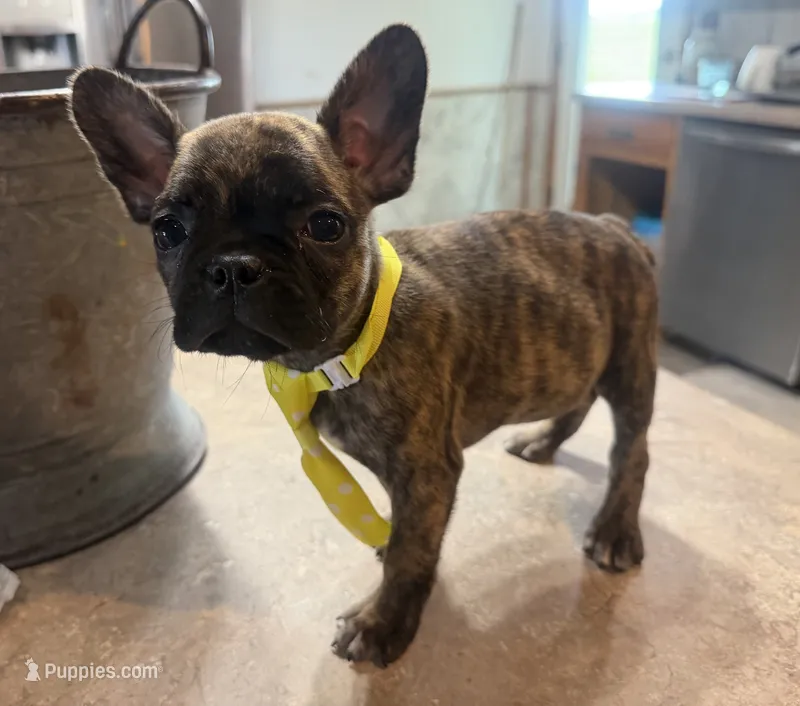 Peanut – French Bulldog, Pug puppy for sale in Thorp, WI