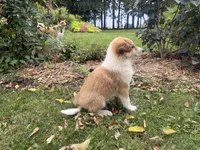 Jasper, a male Shiba Inu and Shetland Sheepdog for sale in Thorp, WI – 10 of 10