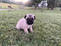 AKC River, a male Pug for sale in Thorp, WI – 10 of 10
