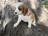 Rosy, a female Cavapoo for sale in Thorp, WI – 4 of 10