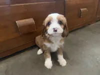 Sparky, a male Cavapoo for sale in Thorp, WI – 2 of 10