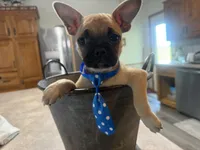Waffle, a male French Bulldog and Pug for sale in Thorp, WI – 4 of 10